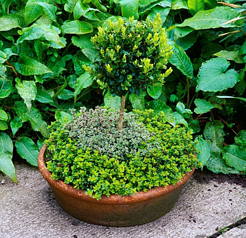POT_PLANTED_WITH_HERBS_BARNSLEY_HOUSE_GARDEN__GLOUCESTERSHIRE