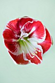 CLOSE UP OF THE RED FLOWER OF AMARYLLIS PRELUDE - HIPPEASTRUM  BULBS