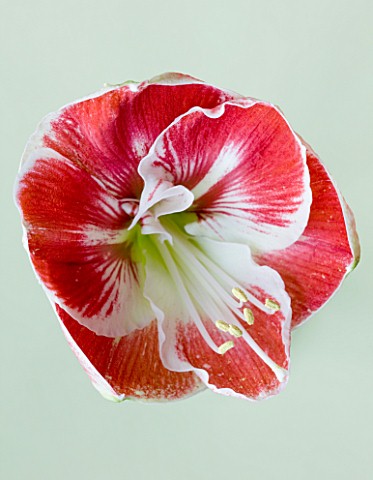 CLOSE_UP_OF_THE_RED_FLOWER_OF_AMARYLLIS_PRELUDE__HIPPEASTRUM__BULBS