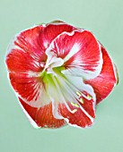 CLOSE UP OF THE RED FLOWER OF AMARYLLIS PRELUDE - HIPPEASTRUM  BULBS