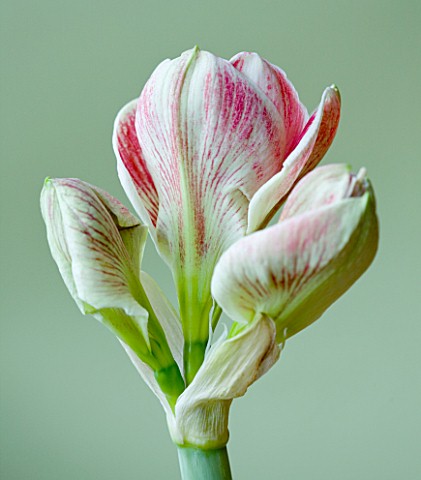 CLOSE_UP_OF_THE_EMERGING_BUDS_OF_THE_RED_FLOWER_OF_AMARYLLIS_PRELUDE__HIPPEASTRUM__BULBS