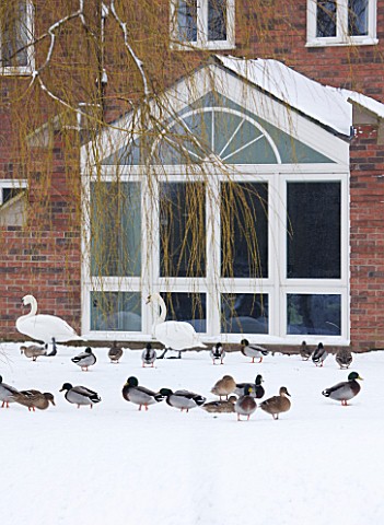VIEW_OF_THE_BACK_OF_THE_HOUSE_IN_SNOW_WITH_TWO_SWANS__AND_MALLARD_DUCKS_SARAH_EASTEL_LOCATIONS_DI_AB