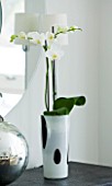 CHRISTMAS - WHITE ORCHID IN BLACK AND WHITE GLASS CONTAINER IN LIVING ROOM. SARAH EASTEL LOCATIONS/ DI ABLEWHITE