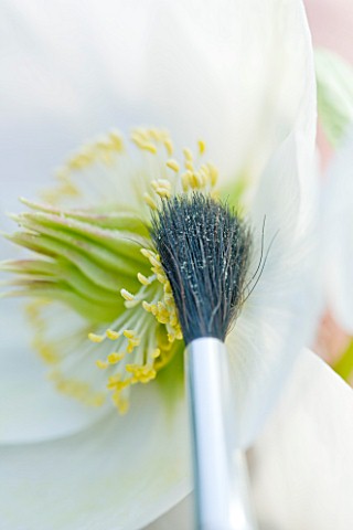 HARVINGTON_HELLEBORES_HELLEBORE_POLLINATION__EXTRACTING_POLLEN_WITH_A_PAINT_BRUSH