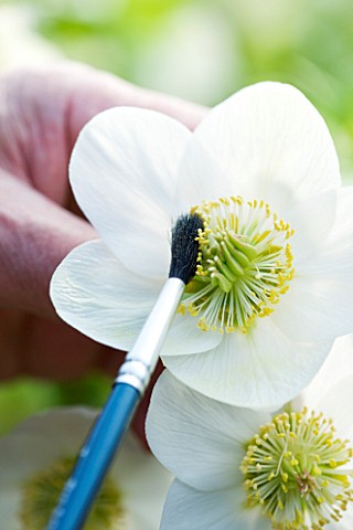 HARVINGTON_HELLEBORES_HELLEBORE_POLLINATION__EXTRACTING_POLLEN_WITH_A_PAINT_BRUSH