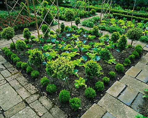 CLIPPED_BOX_IN_THE_FORMAL_POTAGER_AT_BARNSLEY_HOUSE_GARDEN__GLOUCESTERSHIRE