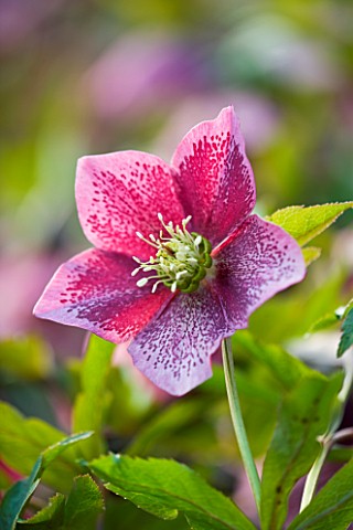 HARVINGTON_HELLEBORES_CLOSE_UP_OF_THE_PINK_FLOWER_OF_HELLEBORUS_X_HYBRIDUS_HARVINGTON_PINK_SPOTTED