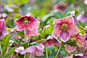 HARVINGTON HELLEBORES: CLOSE UP OF THE PINK FLOWERS OF HELLEBORUS X HYBRIDUS HARVINGTON PINK SPOTTED