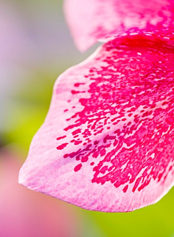 HARVINGTON_HELLEBORES_CLOSE_UP_OF_THE_PINK_FLOWER_OF_HELLEBORUS_X_HYBRIDUS_HARVINGTON_PINK_SPOTTED