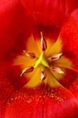 CLOSE UP OF THE CENTRE OF THE RED FLOWER OF TULIP SHOWWINNER (AGM) SPRRING  BULD