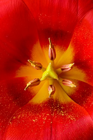 CLOSE_UP_OF_THE_CENTRE_OF_THE_RED_FLOWER_OF_TULIP_SHOWWINNER_AGM_SPRRING__BULD