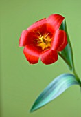 CLOSE UP OF THE RED FLOWER OF TULIP SHOWWINNER (AGM) SPRING  BULD