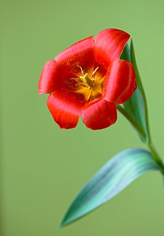 CLOSE_UP_OF_THE_RED_FLOWER_OF_TULIP_SHOWWINNER_AGM_SPRING__BULD