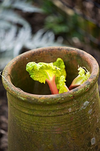 DESIGNER_CLARE_MATTHEWS_POTAGER_PROJECT__VEGETABLE__YELLOW_FOLIAGE_OF_FORCED_RHUBARB_IN_MARCH__RHUBA