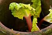 DESIGNER CLARE MATTHEWS: POTAGER PROJECT - VEGETABLE - YELLOW FOLIAGE OF FORCED RHUBARB IN MARCH - RHUBARB TIMPERLEY EARLY