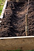 DESIGNER CLARE MATTHEWS: POTAGER PROJECT - CHANNEL DUG OUT OF SOIL READY FOR ASPARAGUS PLANTING