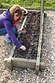 DESIGNER CLARE MATTHEWS: POTAGER PROJECT - CLARE PLANTING SEEDS OF BLACK TUSCAN KALE IN CHEATS FINE TILTH