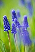 CLOSE UP OF THE BLUE FLOWER OF MUSCARI SUPERSTAR  BULB  SPRING