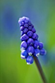 CLOSE UP OF THE BLUE FLOWER OF MUSCARI SUPERSTAR  BULB  SPRING