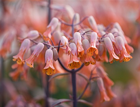 CLOSE_UP_OF_THE_APRICOT_FLOWERS_OF_KALANCHOE_FEDTSCHENKOI