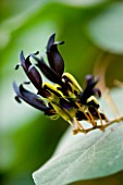 CLOSE UP OF THE BLACK AND YELLOW FLOWERS OF KENNEDIA NIGRICANS