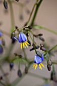 CLOSE UP OF THE PURPLE AND YELLOW FLOWERS OF DIANELLA TASMANICA
