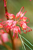 CLOSE UP OF THE PINK FLOWERS OF GREVILLEA JOHNSONII  EXOTIC  TROPICAL