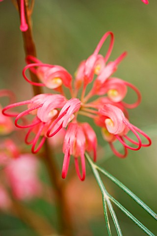 CLOSE_UP_OF_THE_PINK_FLOWERS_OF_GREVILLEA_JOHNSONII__EXOTIC__TROPICAL
