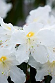 CLOSE UP OF THE WHITE FLOWERS OF RHODODENDRON VEITCHIANUM CUBITII GROUP