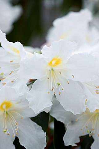 CLOSE_UP_OF_THE_WHITE_FLOWERS_OF_RHODODENDRON_VEITCHIANUM_CUBITII_GROUP