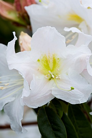 CLOSE_UP_OF_THE_WHITE_FLOWERS_OF_RHODODENDRON_PARRYAE