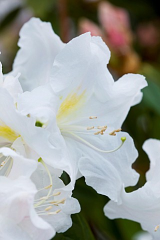 CLOSE_UP_OF_THE_WHITE_FLOWERS_OF_RHODODENDRON_PARRYAE