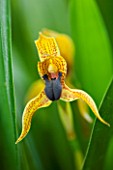 CLOSE UP OF THE FLOWER OF MAXILLARIA PRAESTANS - ORCHID