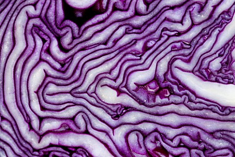DESIGNER_CLARE_MATTHEWS__CLOSE_UP_OF__RED_CABBAGE__CUT_IN_HALF_VEGETABLE__EDIBLE