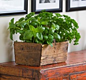DESIGNER: CLARE MATTHEWS - OLD WOODEN BOX PLANTED WITH BASIL AND PARSLEY. HERBS  EDIBLE