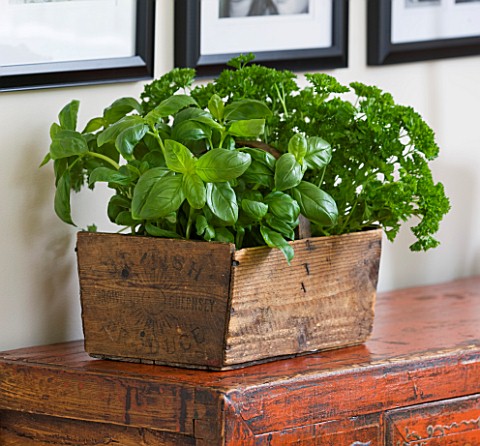 DESIGNER_CLARE_MATTHEWS__OLD_WOODEN_BOX_PLANTED_WITH_BASIL_AND_PARSLEY_HERBS__EDIBLE