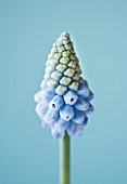 CLOSE UP OF THE PALE POWDER BLUE FLOWER OF MUSCARI VALERIE FINNIS