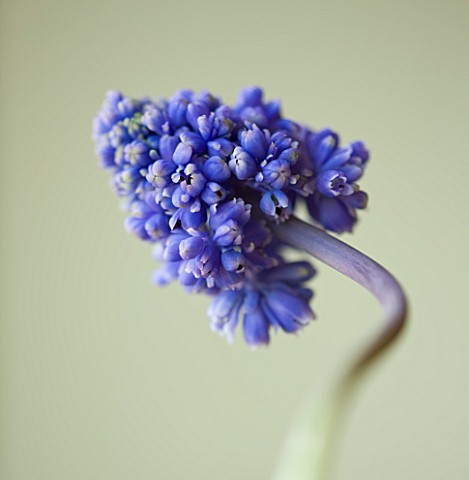 CLOSE_UP_OF_THE_BLUE_FLOWER_OF_MUSCARI_ARMENIACUM_BLUE_SPIKE