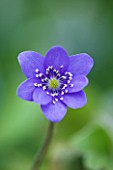 CLOSE UP OF THE PURPLE FLOWER OF HEPATICA TRANSSILVANICA