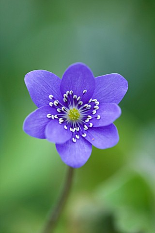 CLOSE_UP_OF_THE_PURPLE_FLOWER_OF_HEPATICA_TRANSSILVANICA