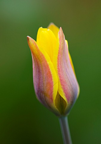 CLOSE_UP_OF_THE_YELLOW_FLOWER_OF_TULIPA_ALTAICA