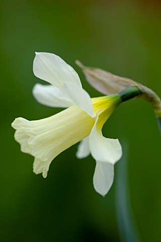 CLOSE_UP_OF_THE_FLOWER_OF_NARCISSUS_W_P_MILNER_DAFFODIL
