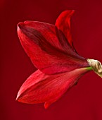 CLOSE UP OF THE RED FLOWER OF AMARYLLIS BLACK PEARL