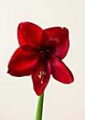 CLOSE UP OF THE RED FLOWER OF AMARYLLIS BLACK PEARL