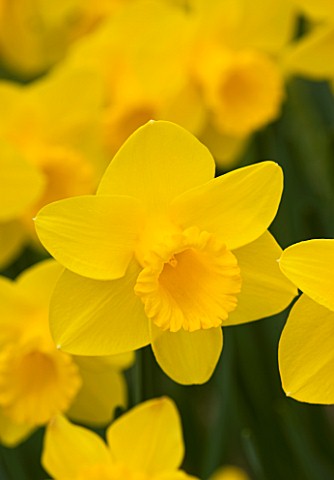 YELLOW_FLOWER_OF_NARCISSUS_ARKLE_DAFFODIL