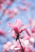 THE PINK FLOWERS OF MAGNOLIA CYLINDRICA X M CAMPBELLII DARJEELING. SPRING  RHS GARDEN  WISLEY