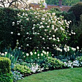 THE WHITE GARDEN AT CHENIES MANOR  BUCKS  WITH (L TO R) TULIPS MOUNT TACOMA  BLIZZARD & WHITE PARROT