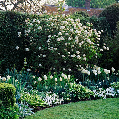 THE_WHITE_GARDEN_AT_CHENIES_MANOR__BUCKS__WITH_L_TO_R_TULIPS_MOUNT_TACOMA__BLIZZARD__WHITE_PARROT