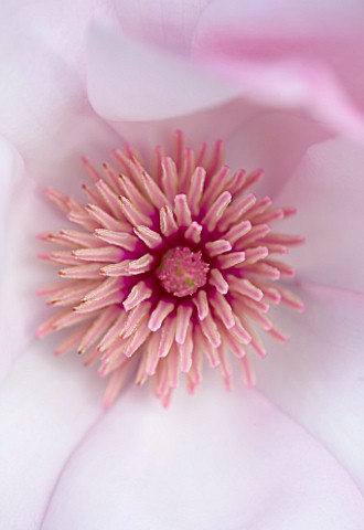 CLOSE_UP_OF_THE_CENTRE_OF_THE_PINK_FLOWER_OF_MAGNOLIA_CYLINDRICA_X_M_CAMPBELLII_DARJEELING_SPRING__R
