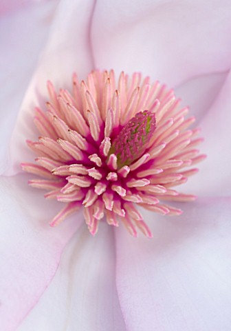 CLOSE_UP_OF_THE_CENTRE_OF_THE_PINK_FLOWER_OF_MAGNOLIA_CYLINDRICA_X_M_CAMPBELLII_DARJEELING_SPRING__R